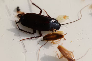 Cockroach Control Kalkallo