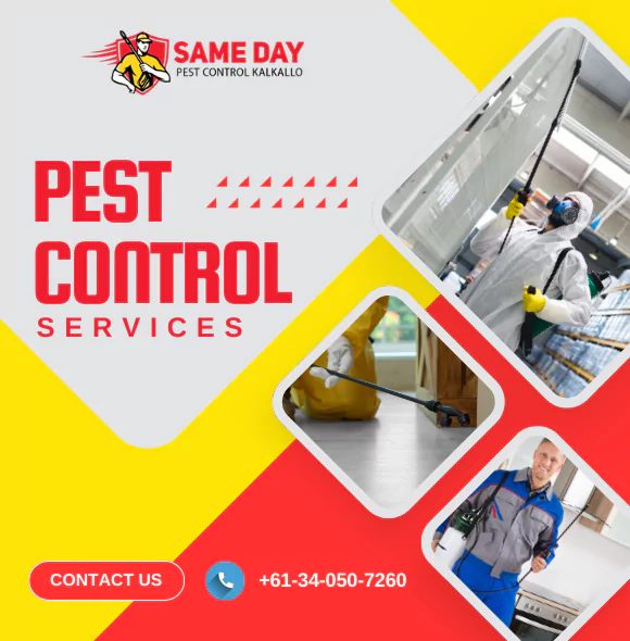 Effective Pest Control Services in Kalkallo