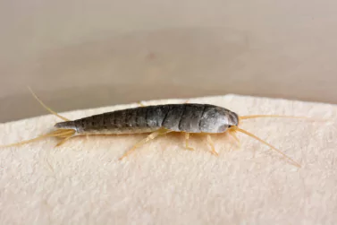 Silverfish Control Kalkallo