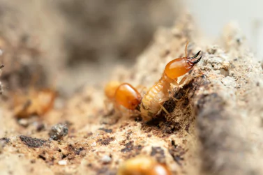 Termite Control Kalkallo